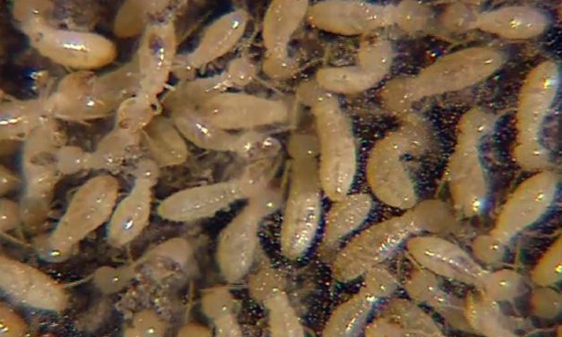 Research Report – How to get rid of Termites in Arizona